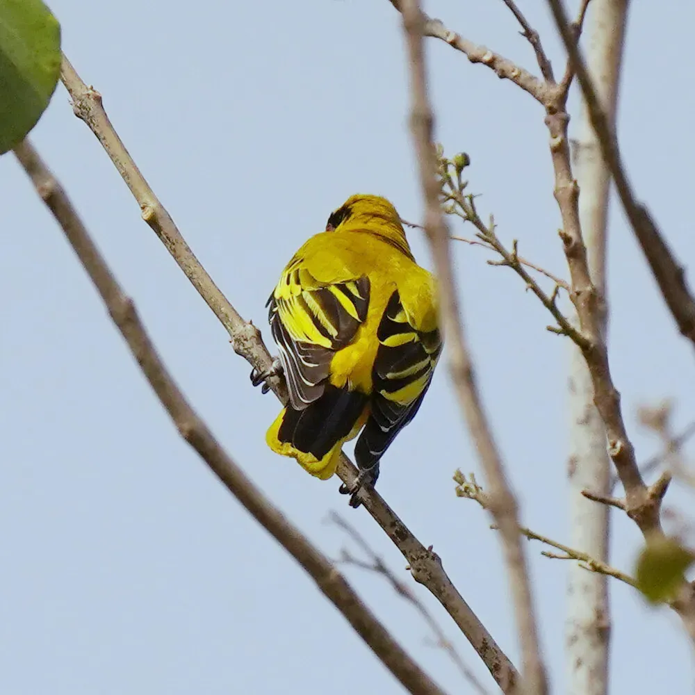 File:African Golden Oriole (Oriolus auratus auratus), Kombo, Gambia 07.jpg