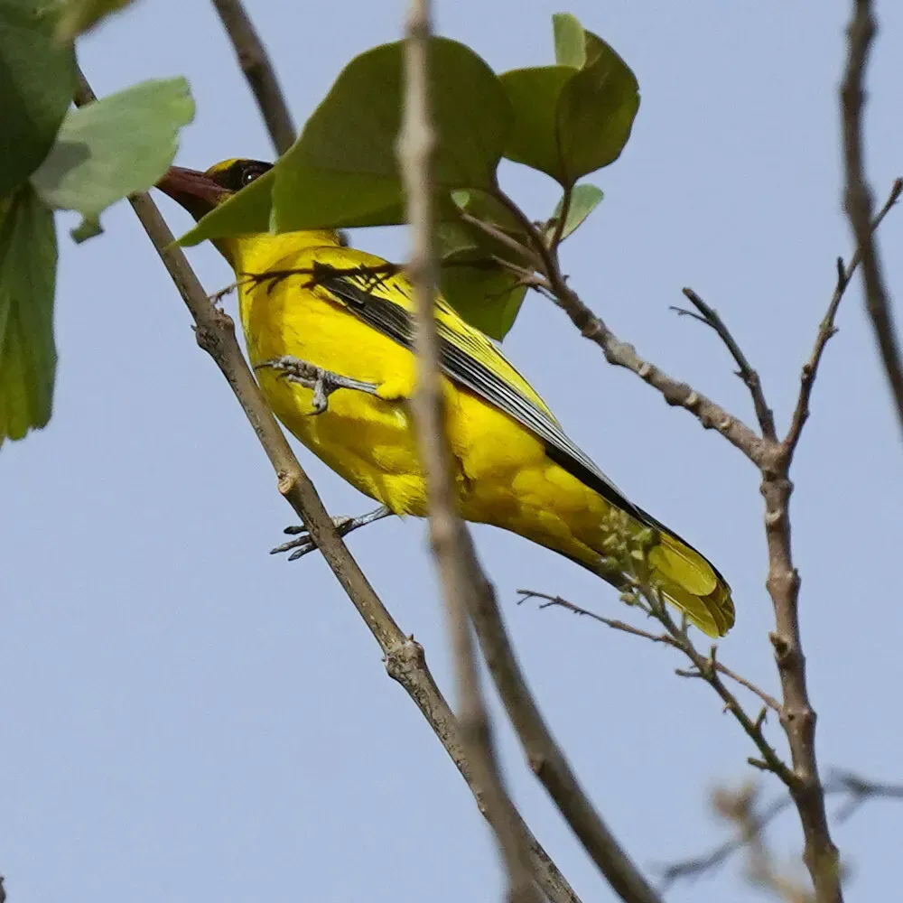 File:African Golden Oriole (Oriolus auratus auratus), Kombo, Gambia 08.jpg