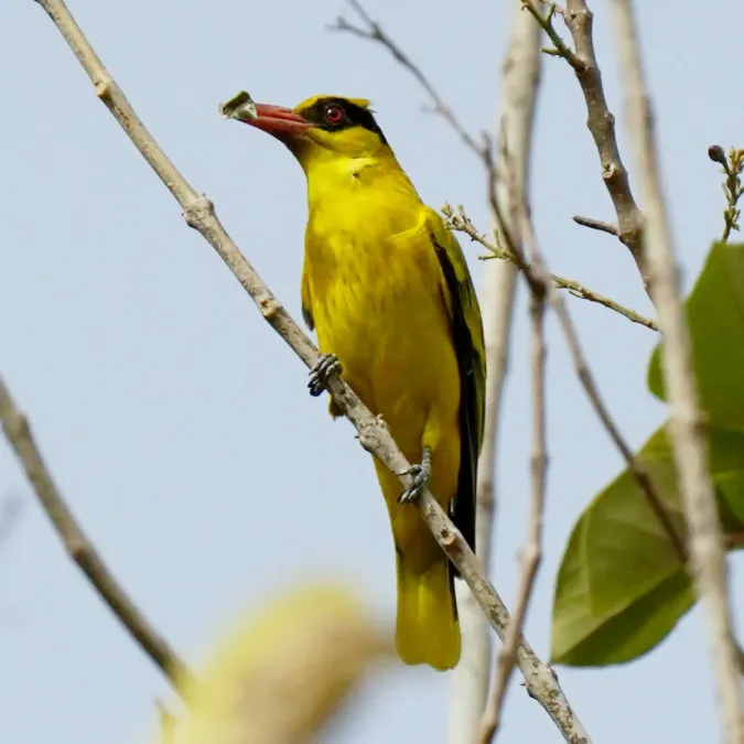 File:African Golden Oriole (Oriolus auratus auratus), Kombo, Gambia 09.jpg