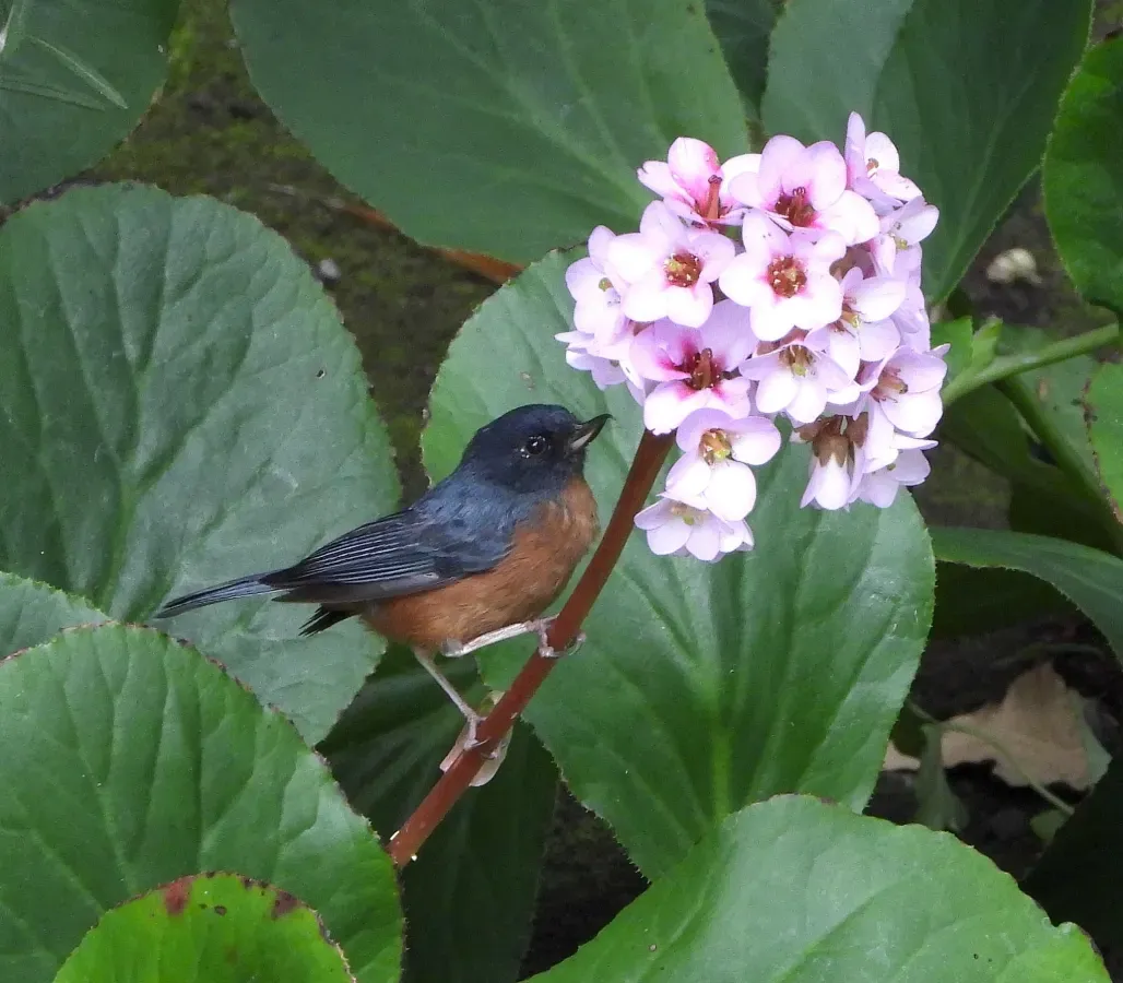 File:Diglossa baritula 339416359.jpg