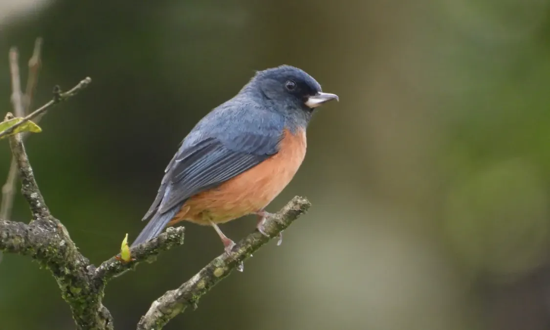 File:Diglossa baritula 309405709.jpg