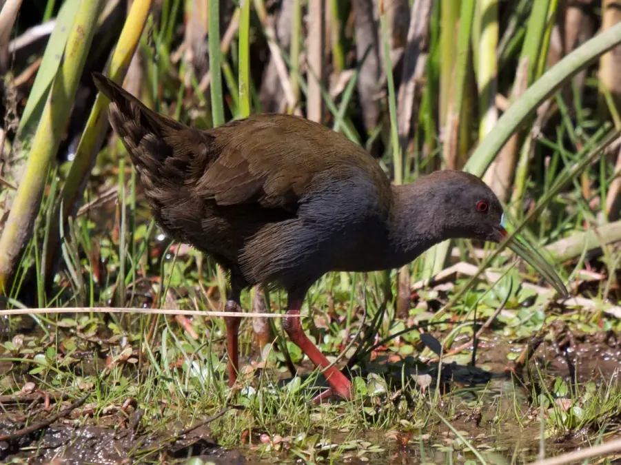 File:Pardirallus sanguinolentus 337732309.jpg
