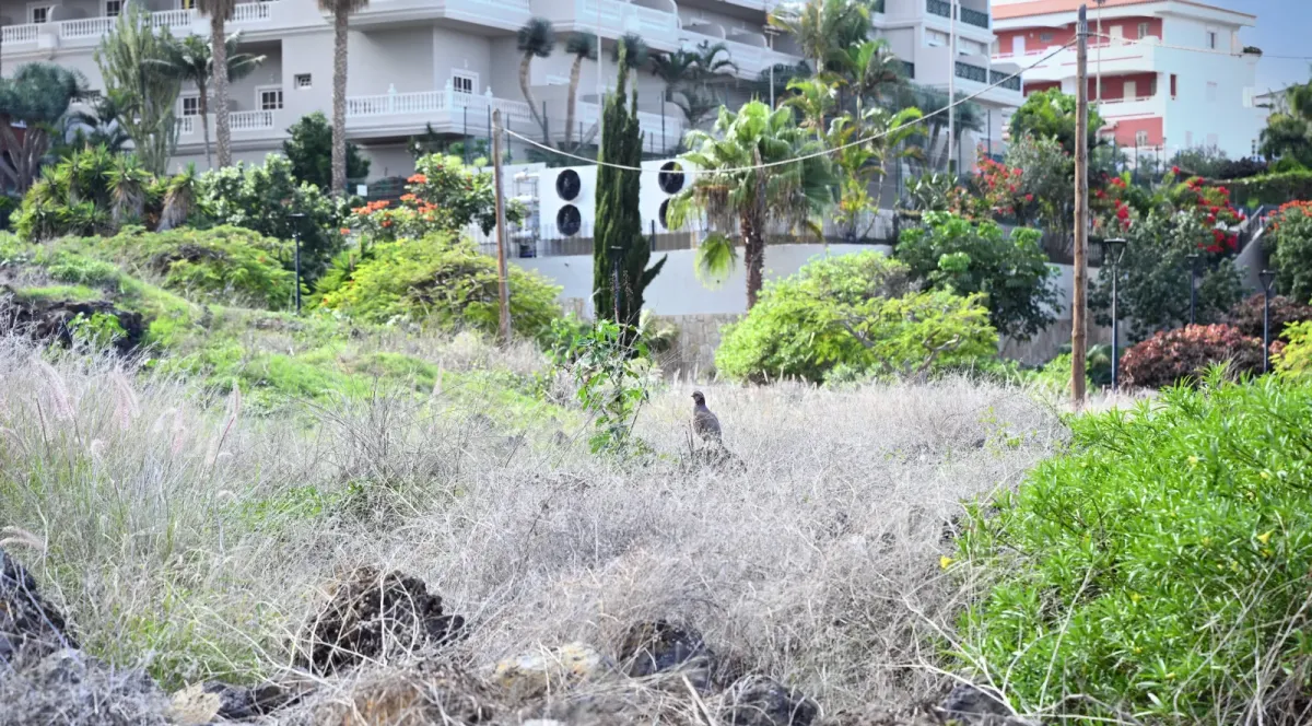 File:Alectoris barbara in Puerto de la Cruz, Tenerife.jpg
