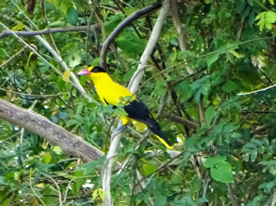 File:Black-naped Oriole (Oriolus chinensis chinensis), Quezon, Luzon, Philippines 1.jpg