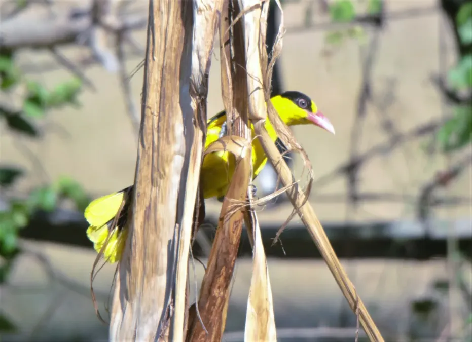 File:Black-naped Oriole (Oriolus chinensis chinensis), Quezon, Luzon, Philippines 2.jpg