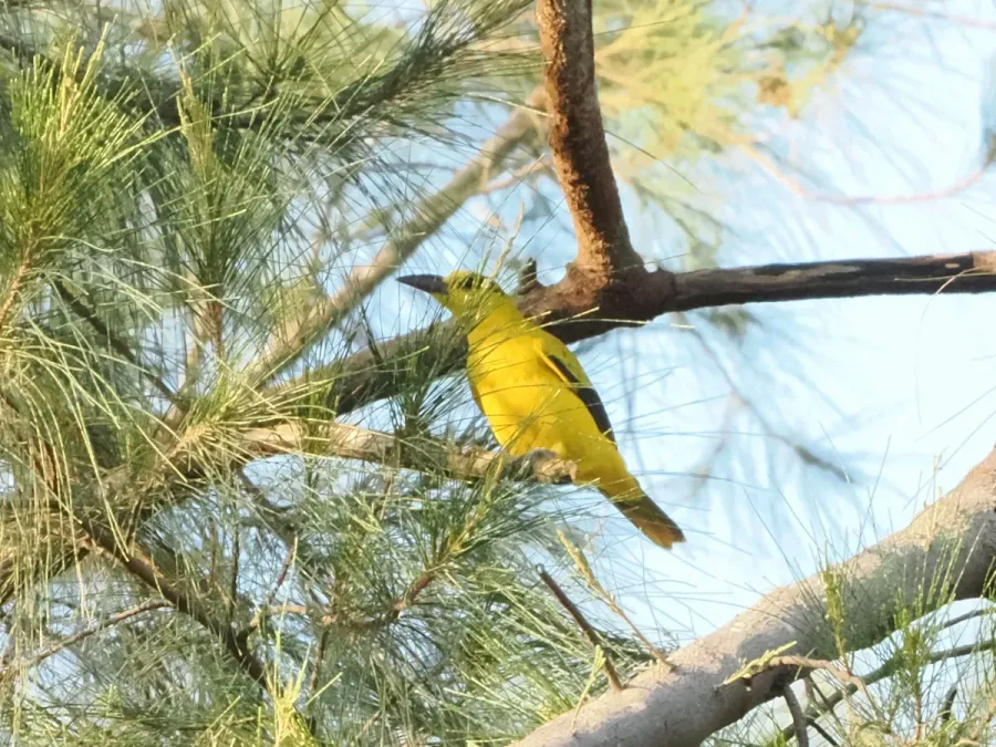 File:Black-naped Oriole (Oriolus chinensis chinensis), Crown Peak, Subic Bay, Bataan, Philippines 2.jpg
