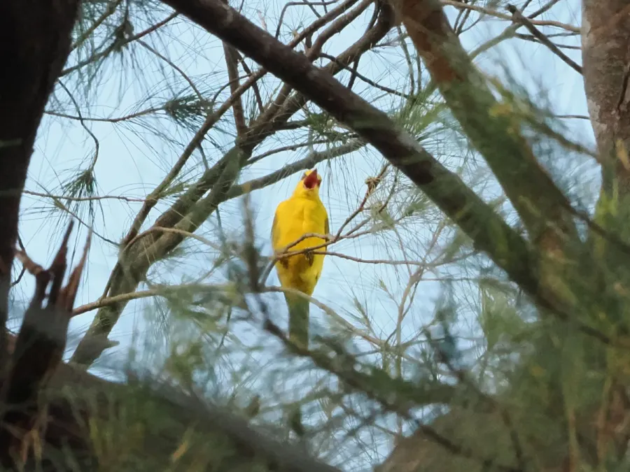 File:Black-naped Oriole (Oriolus chinensis chinensis), Crown Peak, Subic Bay, Bataan, Philippines 3.jpg