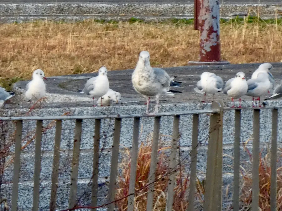 File:Larus vegae, subadult, with Chroicocephalus ridibundus flock, Arakogawa Park, Nagoya.jpg