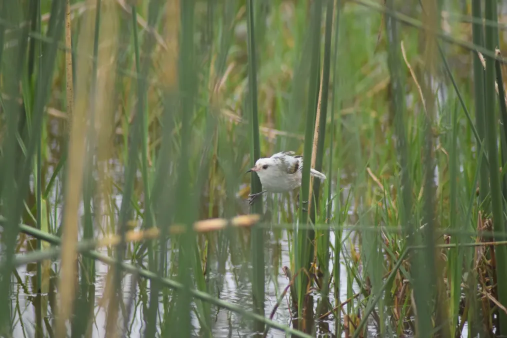 File:Phleocryptes melanops con leucismo.jpg