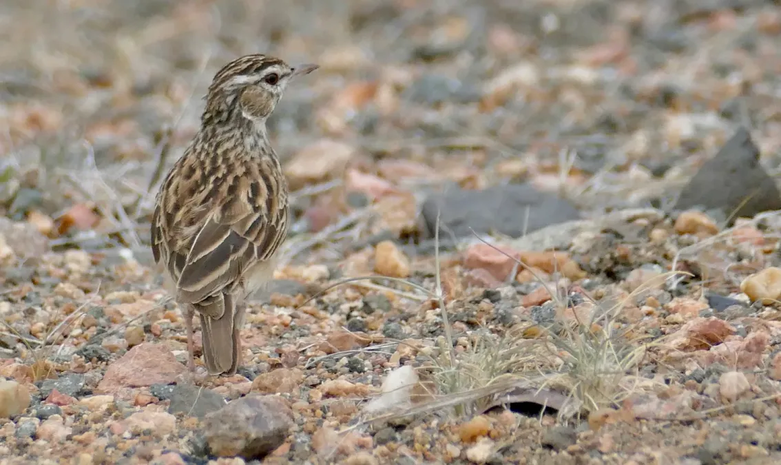 File:Day 80 Sabota Lark (Calendulauda sabota) (53389265735).jpg