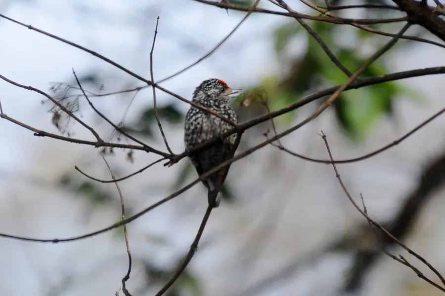 File:Ocellated Piculet (Picumnus dorbignyanus dorbignyanus), Yungas De San Lorenzo, Salta, Argentina 1.jpg