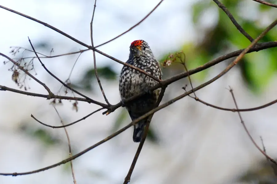 File:Ocellated Piculet (Picumnus dorbignyanus dorbignyanus), Yungas De San Lorenzo, Salta, Argentina 2.jpg