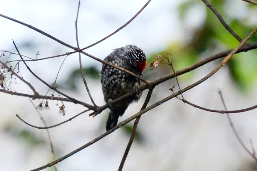 File:Ocellated Piculet (Picumnus dorbignyanus dorbignyanus), Yungas De San Lorenzo, Salta, Argentina 3.jpg
