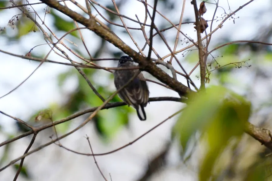 File:Ocellated Piculet (Picumnus dorbignyanus dorbignyanus), Yungas De San Lorenzo, Salta, Argentina 4.jpg