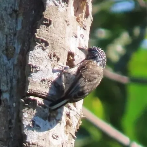 File:Ocellated Piculet (Picumnus dorbignyanus dorbignyanus), San Juan, Santa Cruz, Bolivia 2.jpg