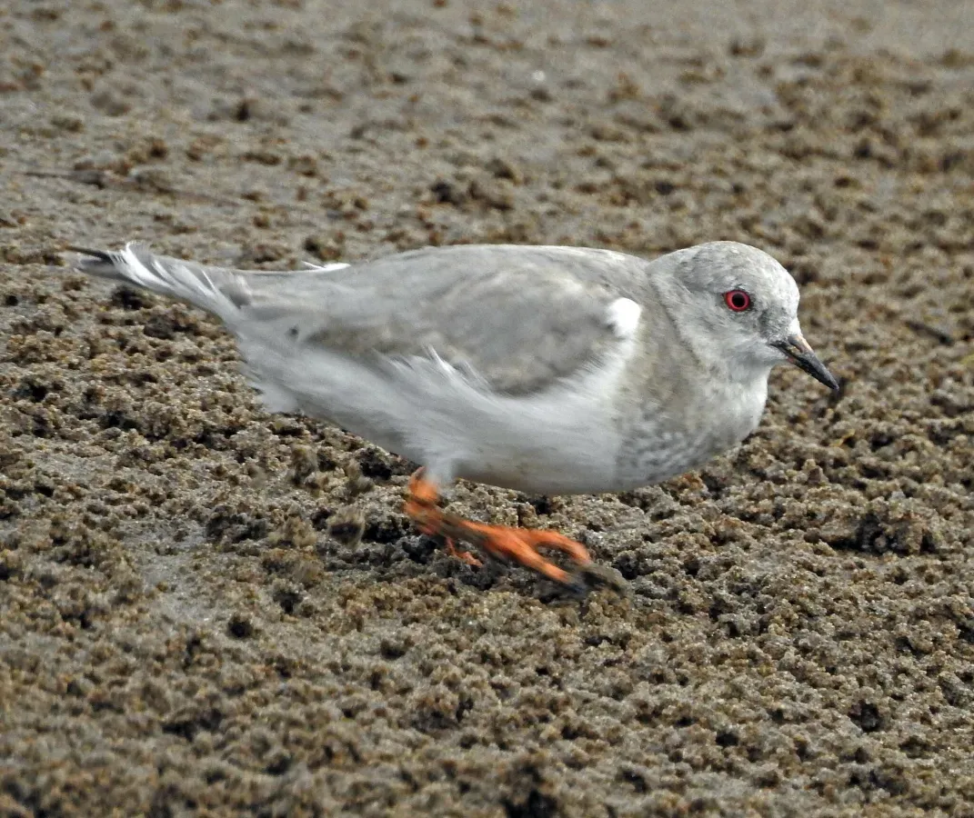 File:Pluvianellus socialis 263891868.jpg