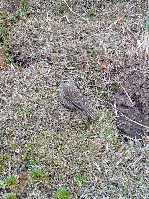 File:Anthus novaeseelandiae aucklandicus 318411392.jpg