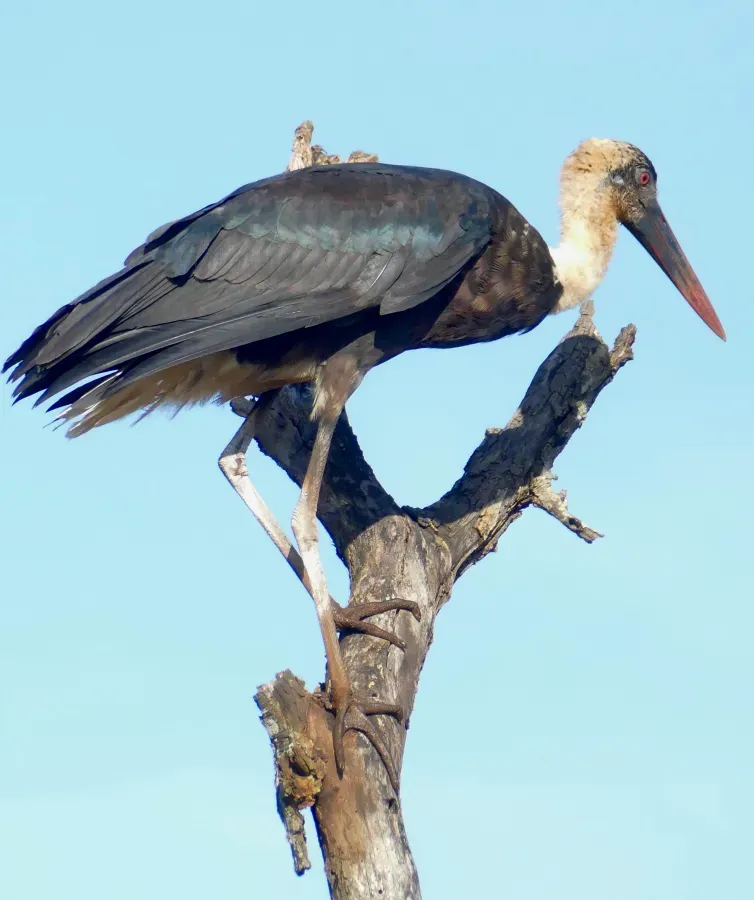 File:Day 84 African Woolly-necked Stork (Ciconia microscelis) (53397531624).jpg