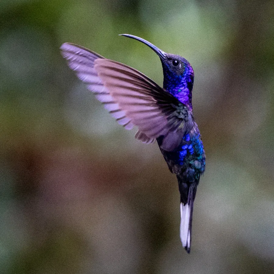File:Campylopterus hemileucurus 294536257.jpg