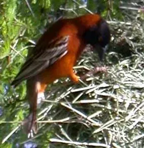 File:Ploceus rubiginosus 1.jpg