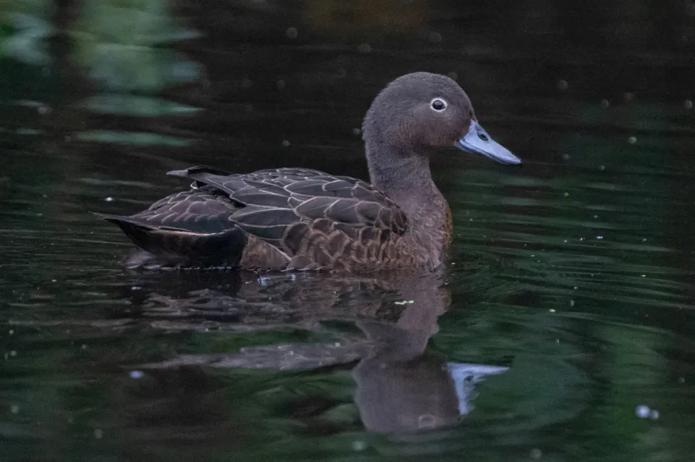 File:Anas chlorotis 231592642.jpg
