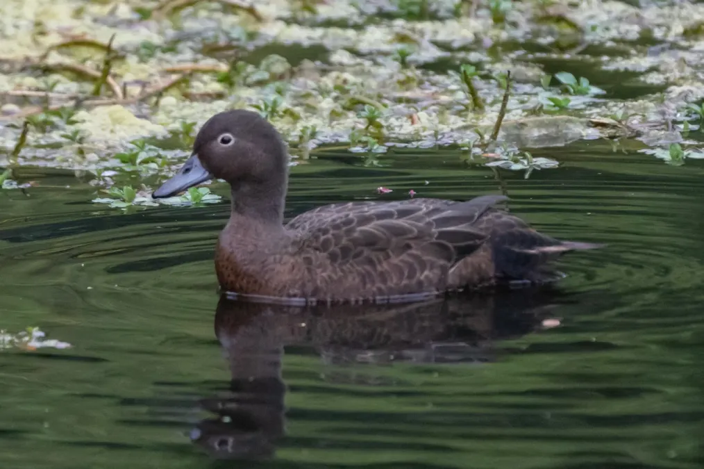 File:Anas chlorotis 231592670.jpg