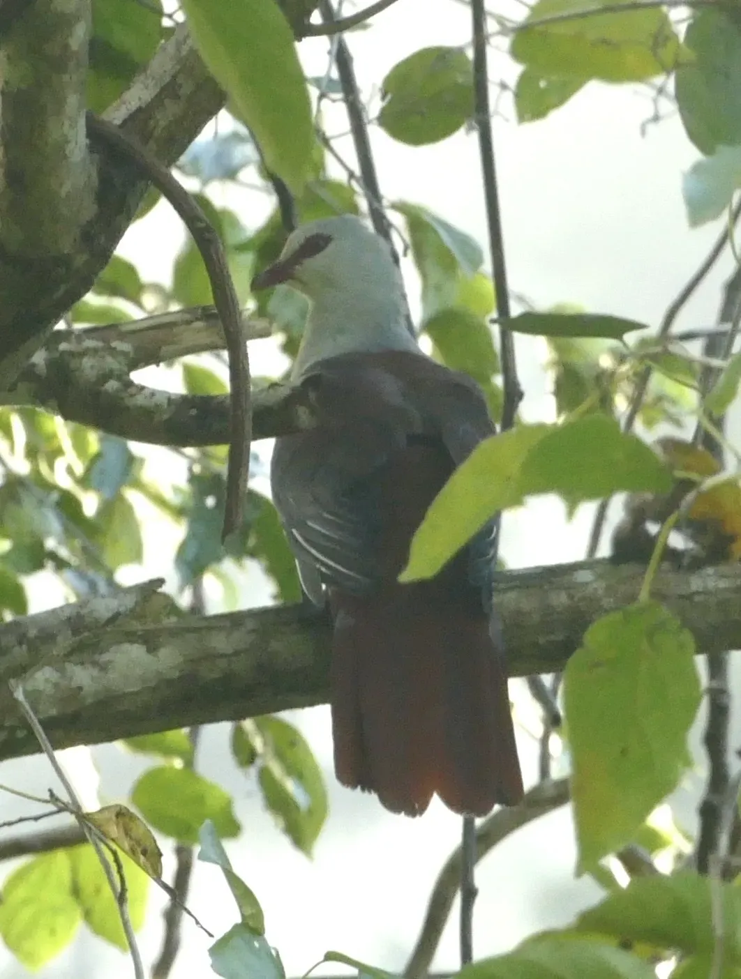 File:Reinwardtoena reinwardti 338536896.jpg