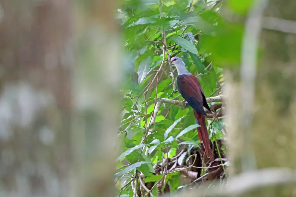 File:Reinwardtoena reinwardti 3195818.jpg
