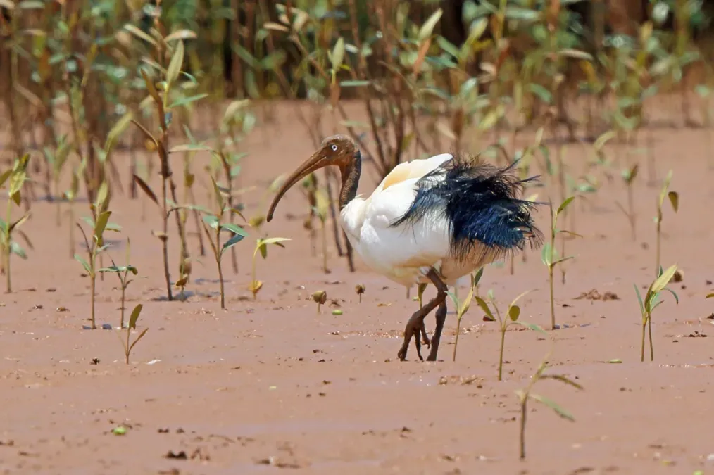 File:Threskiornis bernieri bernieri 3501669.jpg