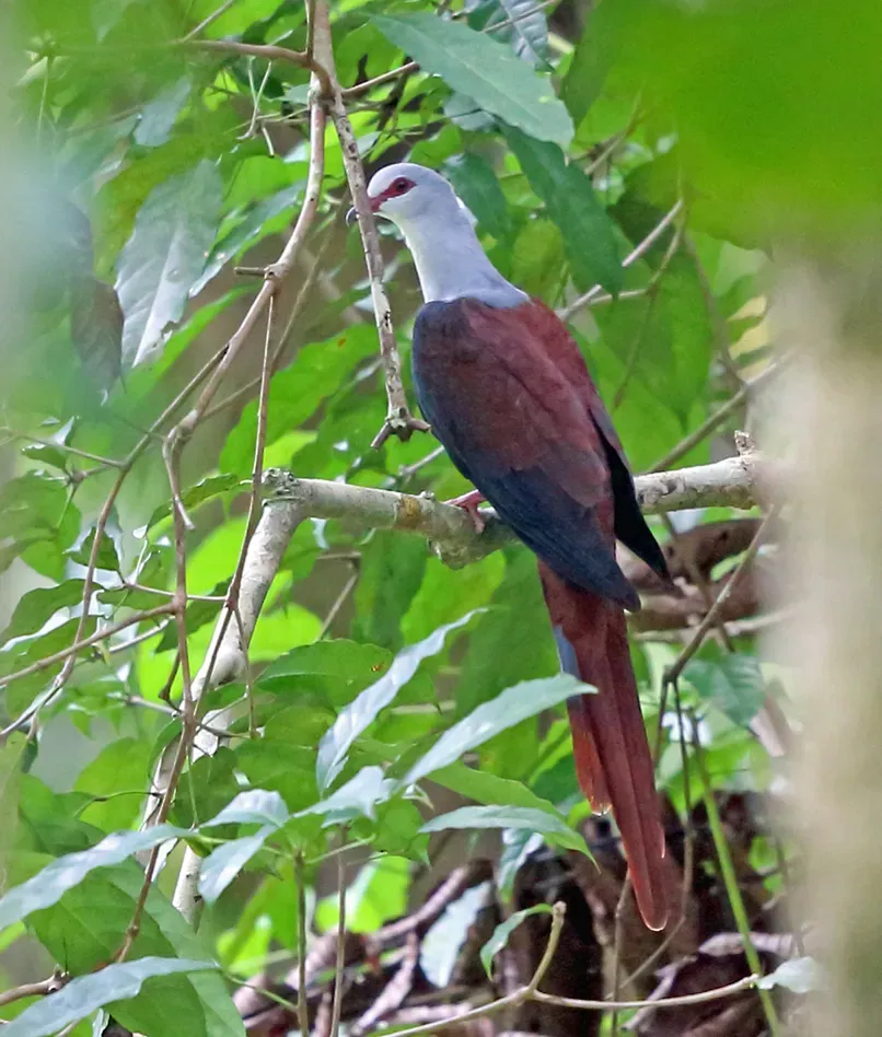 File:Reinwardtoena reinwardti 3195818 (cropped).jpg
