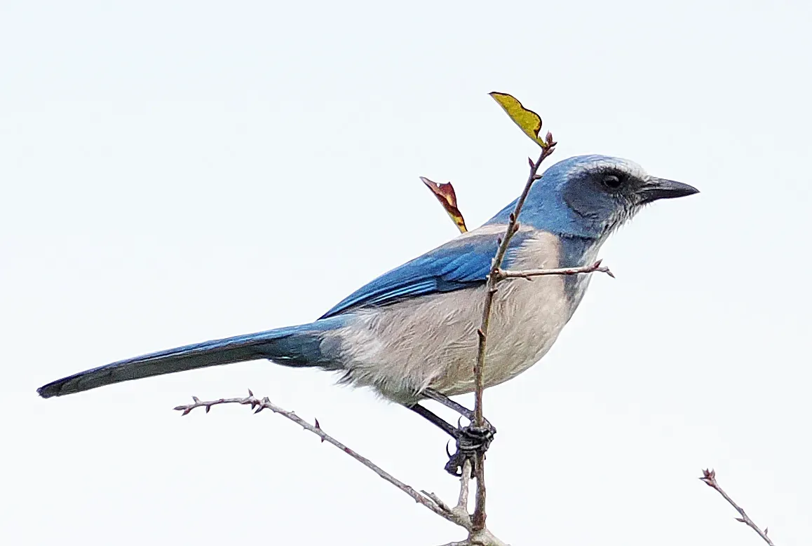 File:Florida Scrub Jay - Aphelocoma coerulescens, Canaveral National Seashore, Titusville, Florida, December 13, 2023 (53405886837).jpg