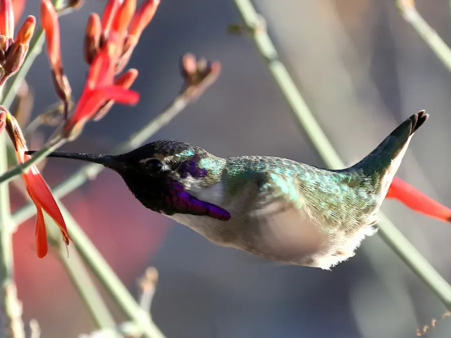 File:Calypte costae-male hovering nectaring.jpg