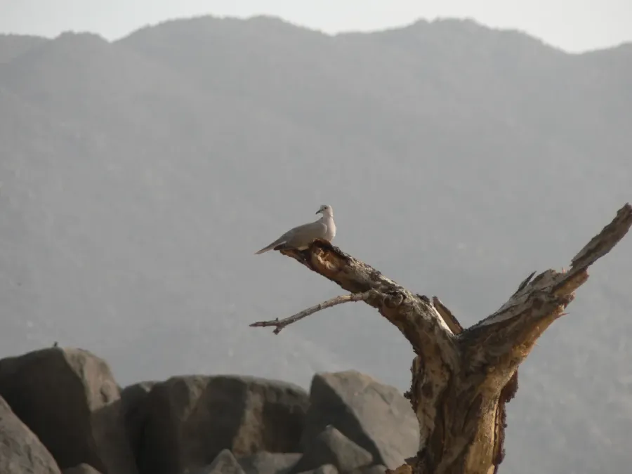 File:Streptopelia roseogrisea, Tchirozérine, Niger 2.jpg
