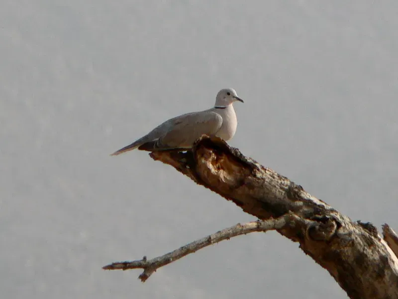 File:Streptopelia roseogrisea, Tchirozérine, Niger 1a.jpg