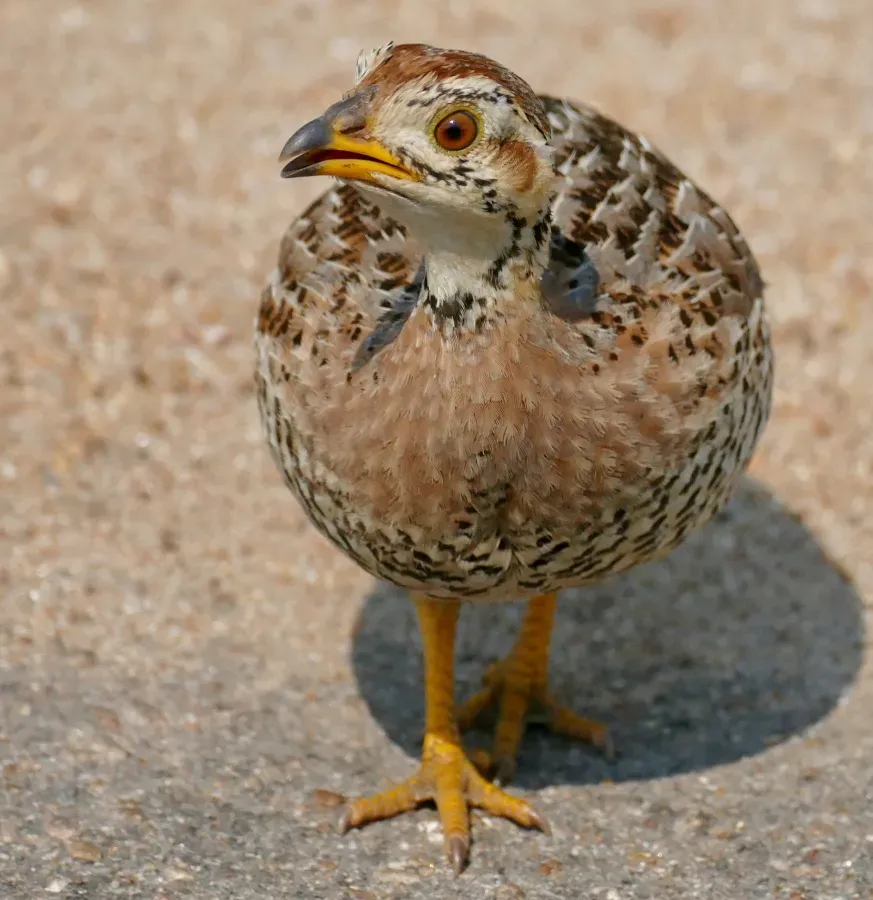 File:Day 6 Coqui Francolin (Campocolinus coqui) female ... (53422717882).jpg