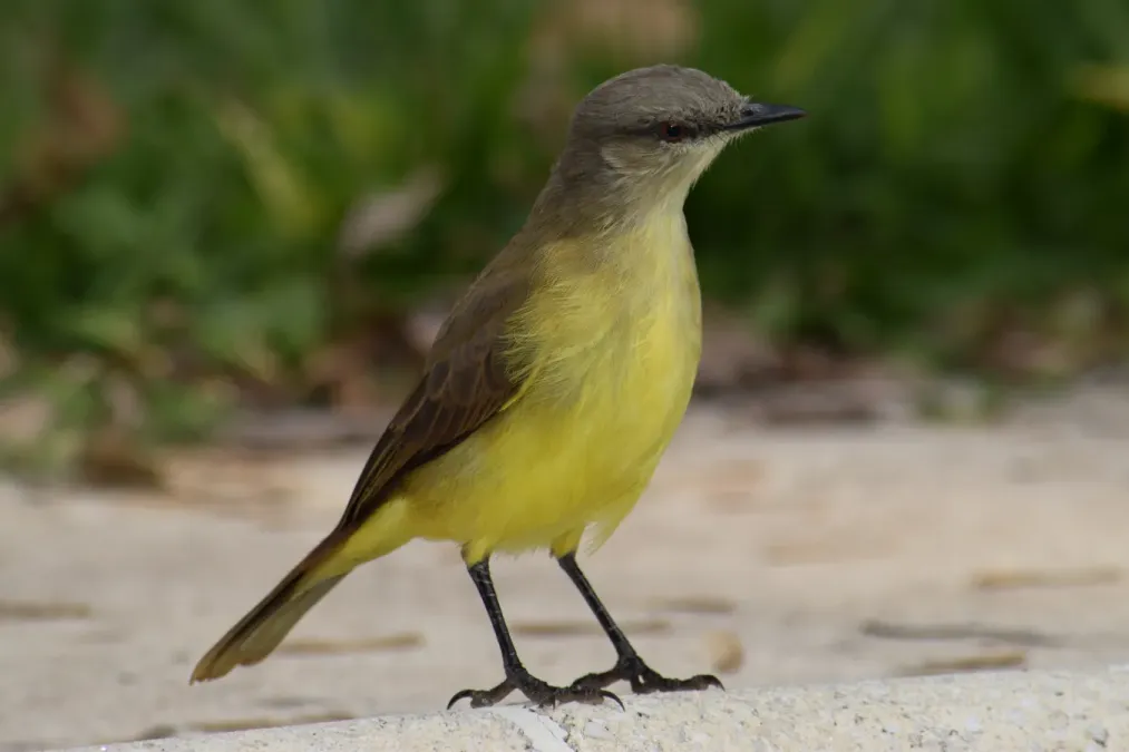 File:Machetornis rixosa (picabuey).jpg