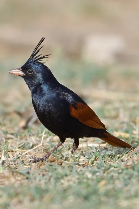 File:Emberiza lathami 53107507.jpg