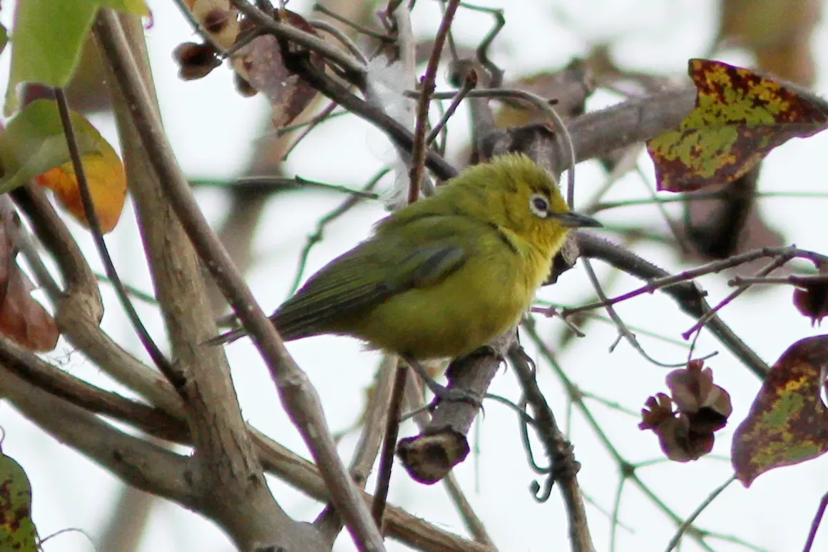 File:Northern Yellow White-eye (Zosterops senegalensis senegalensis), Kédougou, Senegal 2.jpg