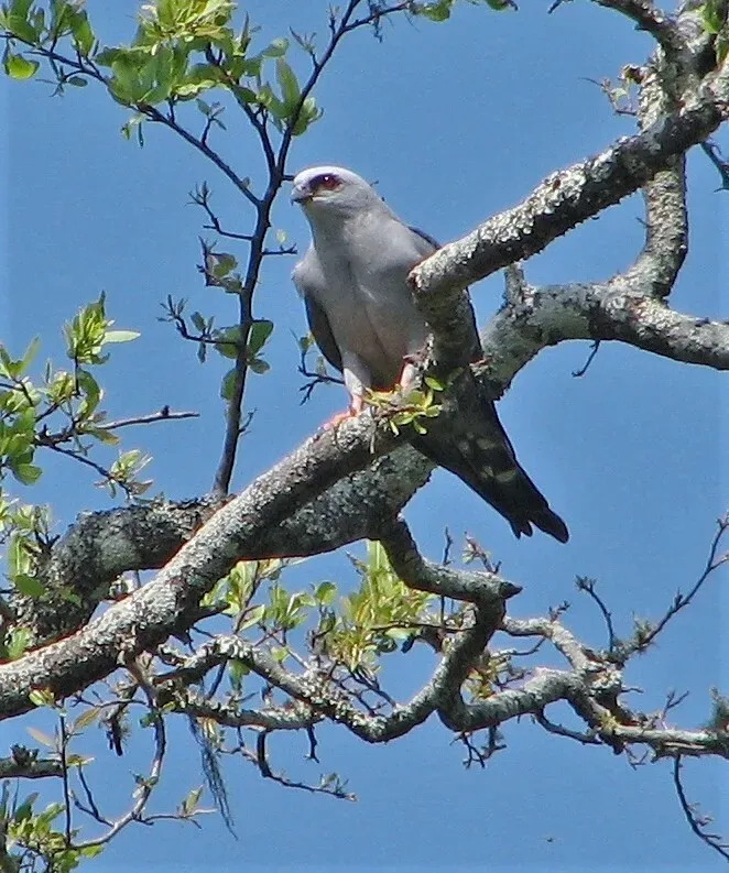 File:Ictinia plumbea 288692809.jpg