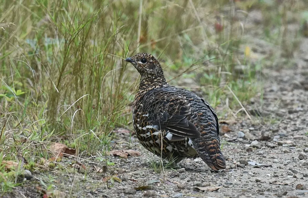 File:Canachites canadensis 316017624.jpg