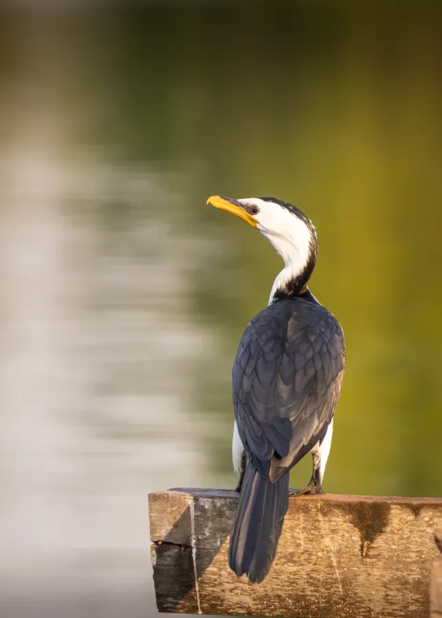 File:Little pied cormorant (Microcarbo melanoleucos) Nusa Dua, Bali.jpg