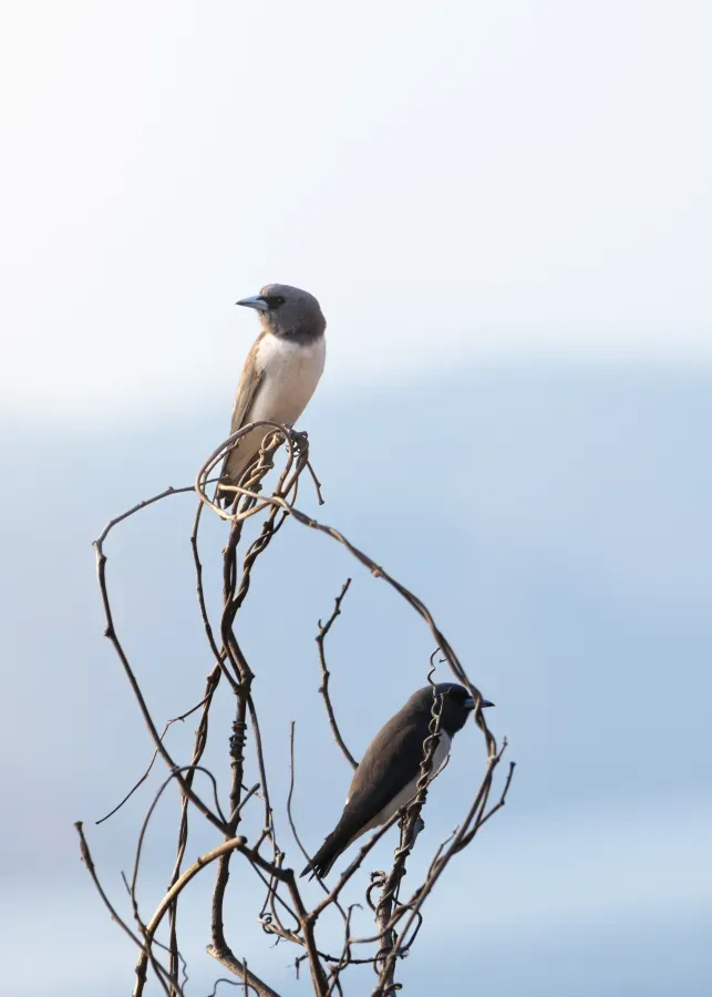 File:White-breasted Woodswallow (Artamus leucorynchus) 2 at Gili Trawangan, NTB.jpg