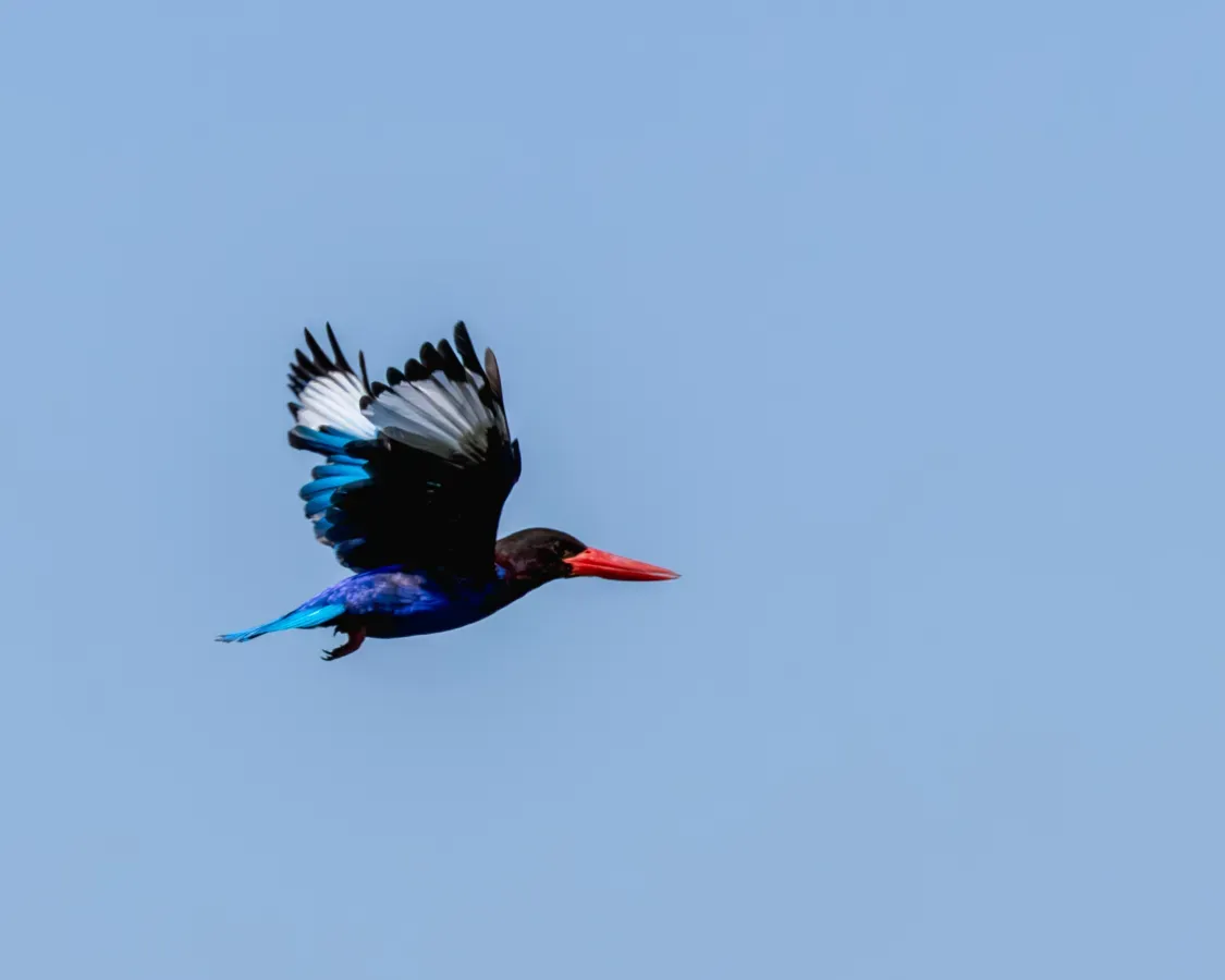 File:Javan kingfisher (Halcyon cyanoventris) in flight Tabanan, Bali.jpg