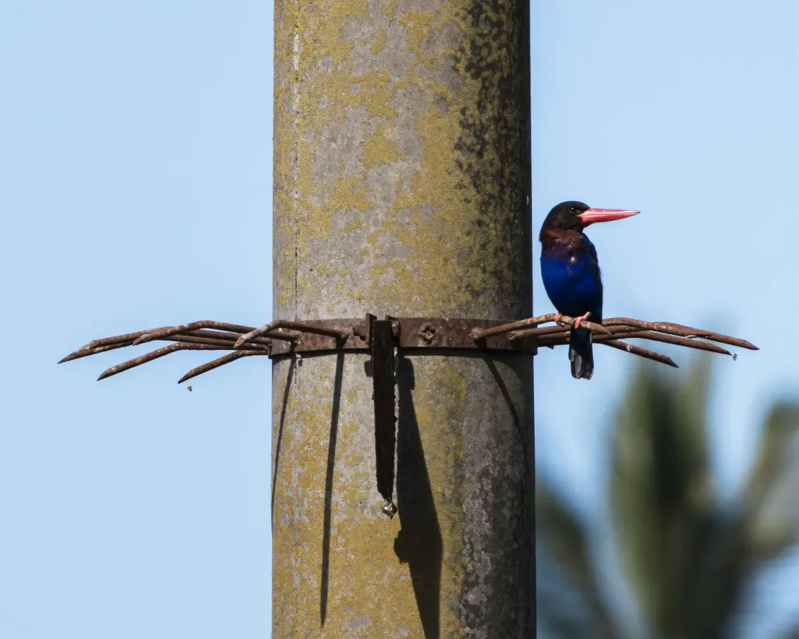 File:Javan kingfisher (Halcyon cyanoventris) 2 Resting in Electric pole, Tabanan, Bali.jpg