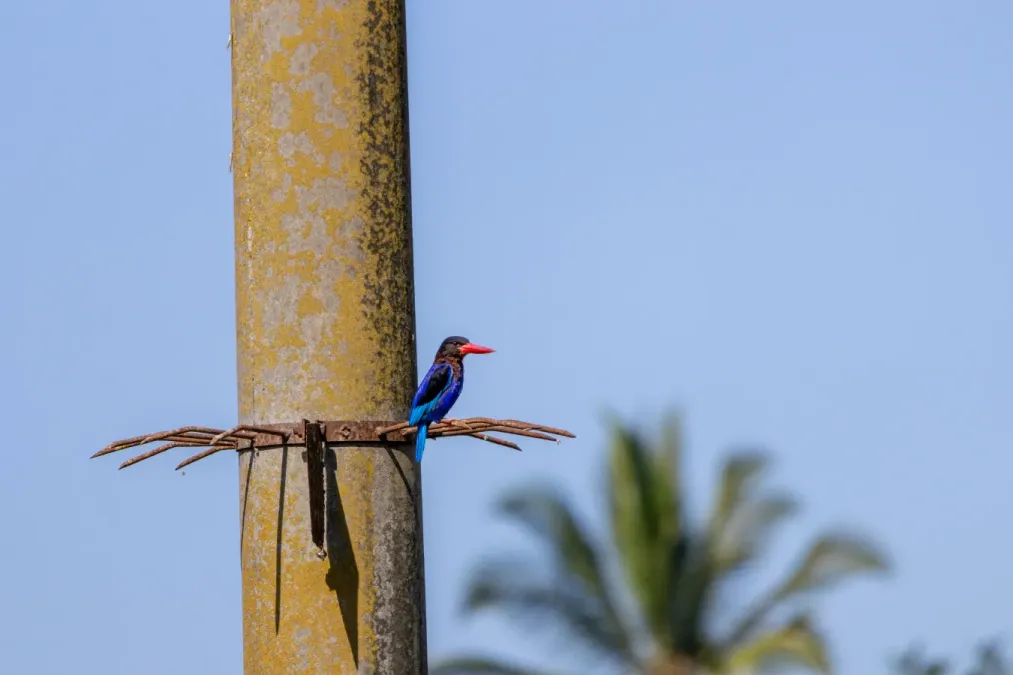 File:Javan kingfisher (Halcyon cyanoventris) Resting in Electric pole, Tabanan, Bali.jpg