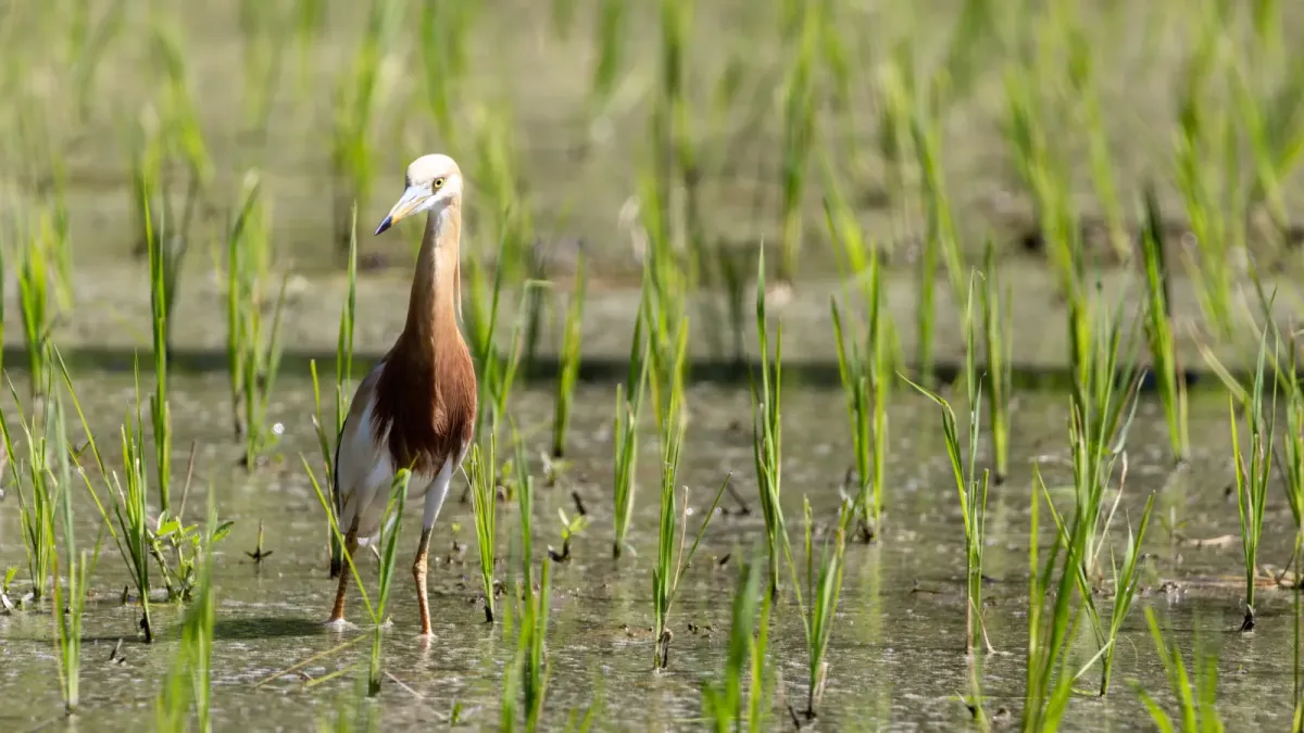 File:Javan pond heron (Ardeola speciosa) 2 an a rice paddy, Tabanan, Bali.jpg