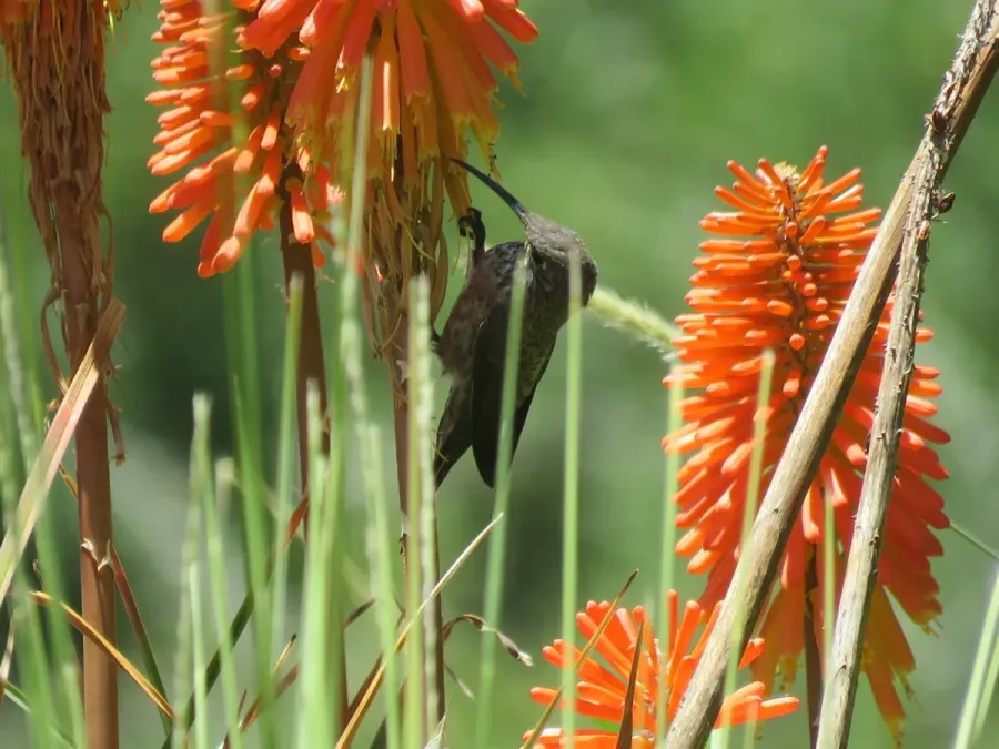 File:Oreotrochilus adela 339328698.jpg