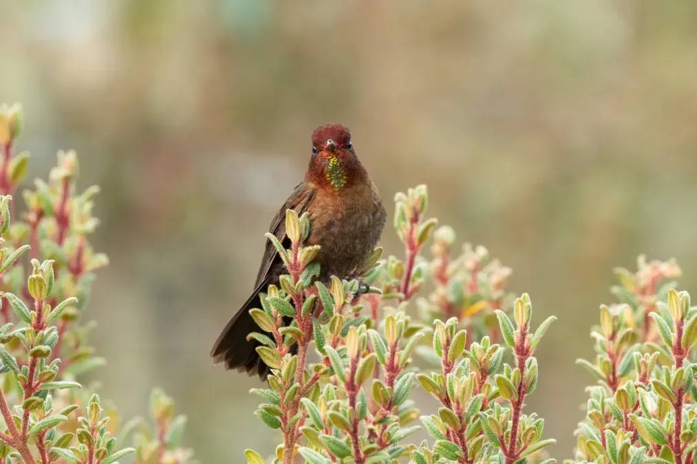 File:Metallura theresiae 289312769.jpg