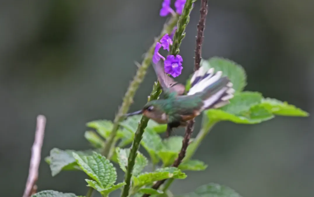 File:Phlogophilus harterti 325706733.jpg