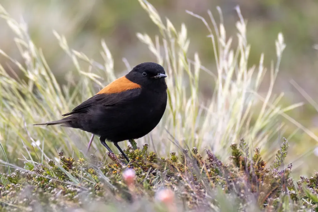 File:Austral negrito (Lessonia rufa).jpg
